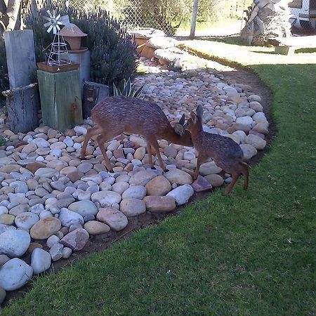 Grysbok Self Catering Accommodation Oudtshoorn Kültér fotó